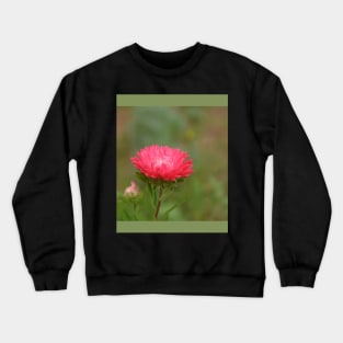 fall red daisy flower in the garden Crewneck Sweatshirt